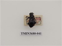 藏品(埋葬蟲)的圖片